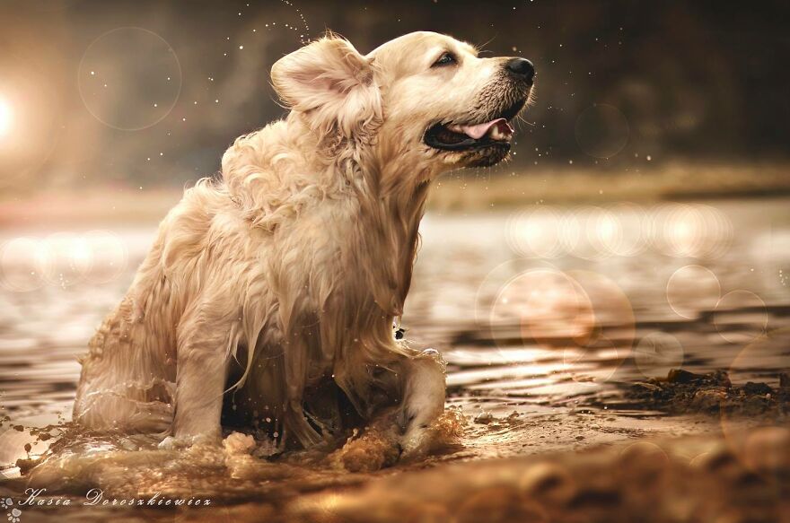 Animals In Shades Of Brown