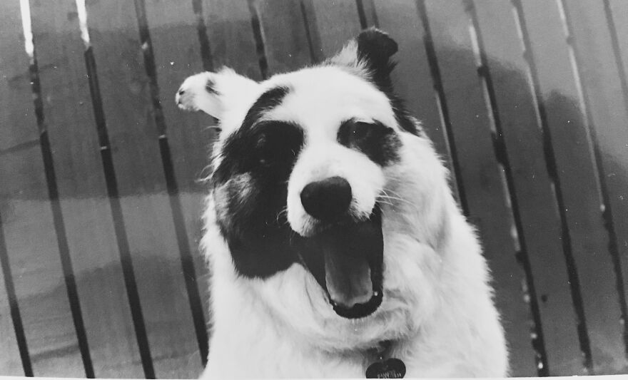 Bamboo In A (Rare) Moment Of Glee (She's Kind Of A Low-Key, No-Emotion Dog)