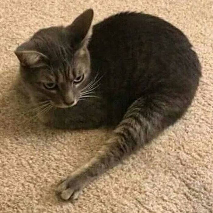 Funny-Broken-Cats-Pics