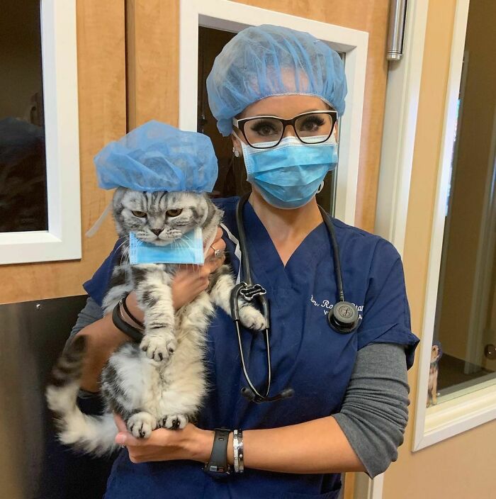 My Purrrfect Assistant