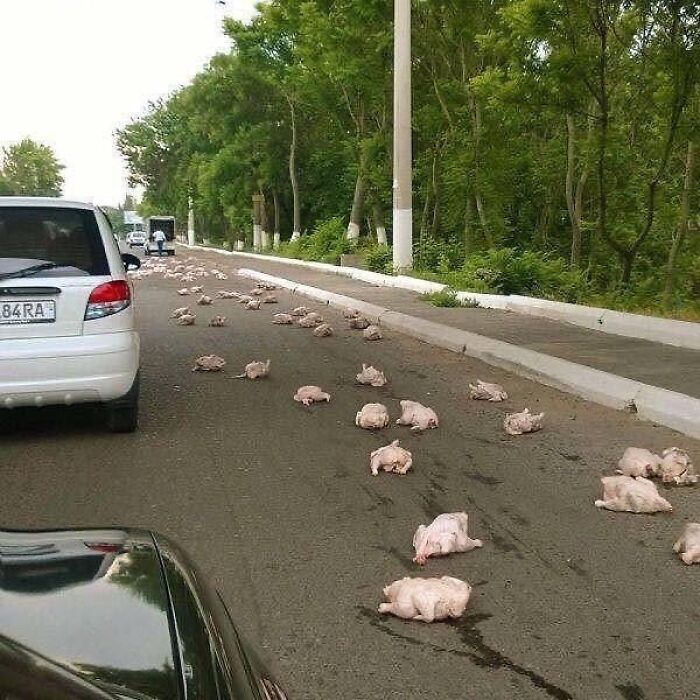 Why Did The Chicken Cross The Road?