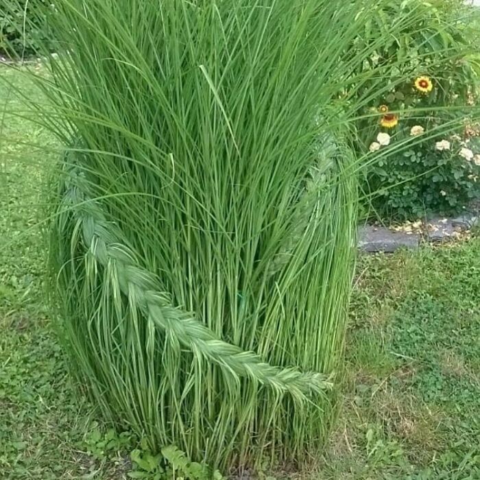 Healthy Roots, Less Split Ends