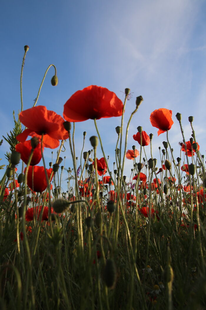 Find Yourself A Poppy Field For Full Summer Vibes