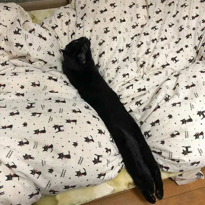 Long Cattos