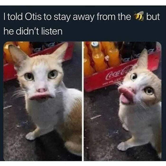 Funny-Broken-Cats-Pics