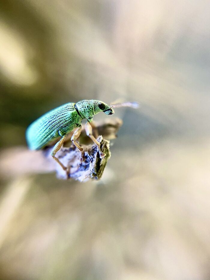 Garbage Bug - That's What My Kids Called It Since We Couldn't Find Out What It Was Exactly. Tiny Though. I’m Still Amazed That You Can Take Pictures Like This With A Smartphone (Plus A Small Macro Lense).