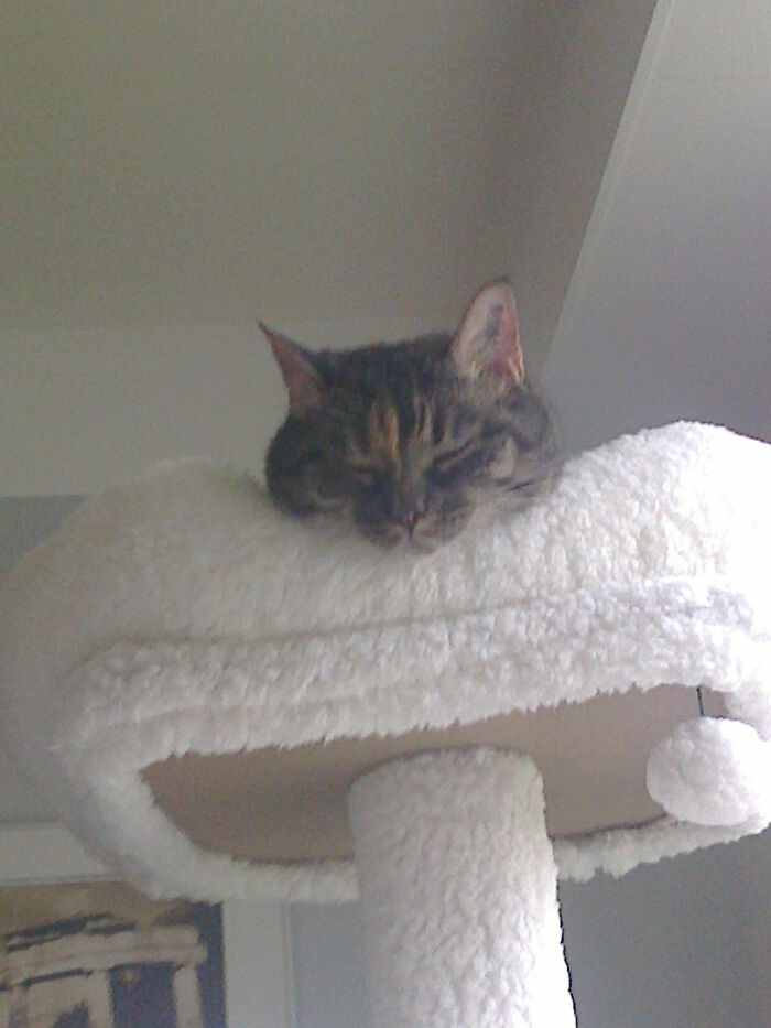 My Rescue Cat Emma 11 Years Old