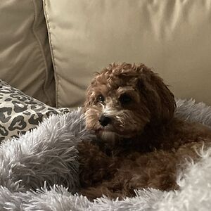 williamschultz_1 avatar