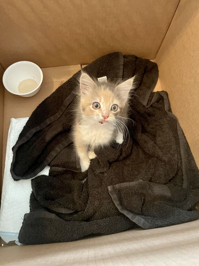 The Day Daisy Showed Up On My Porch. I Kept Her Of Course, Wouldn’t You?