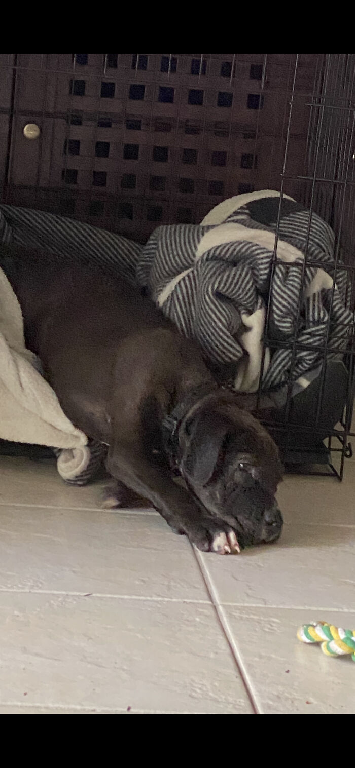 He’s A Big Puppy Now But This How Small He Was When We Picked Him From The Rescue Centre