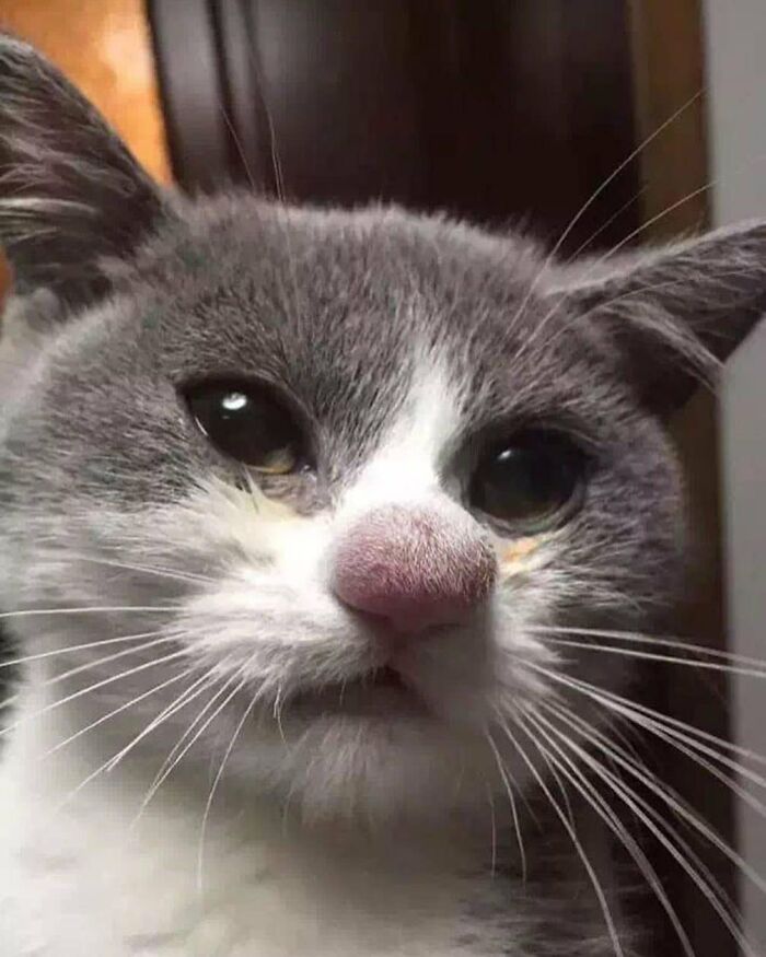 Funny-Broken-Cats-Pics