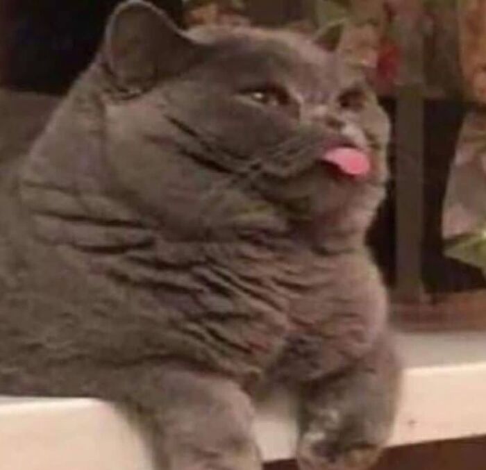 Funny-Broken-Cats-Pics