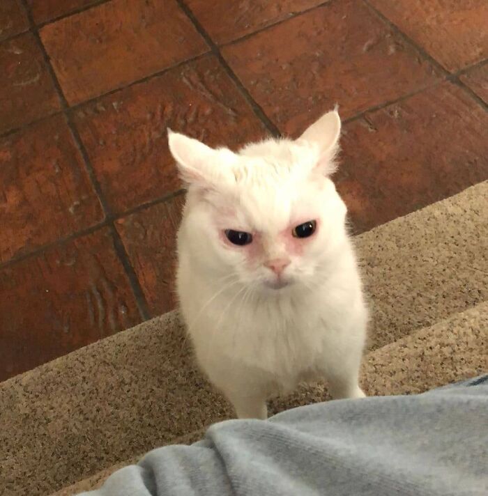 Funny-Broken-Cats-Pics