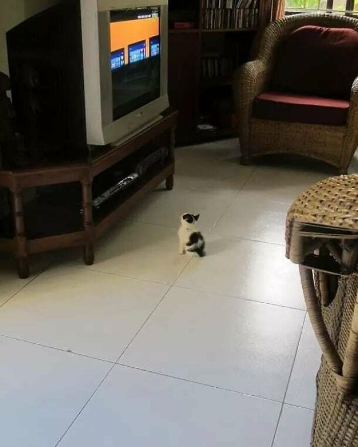 What Is He Watching?