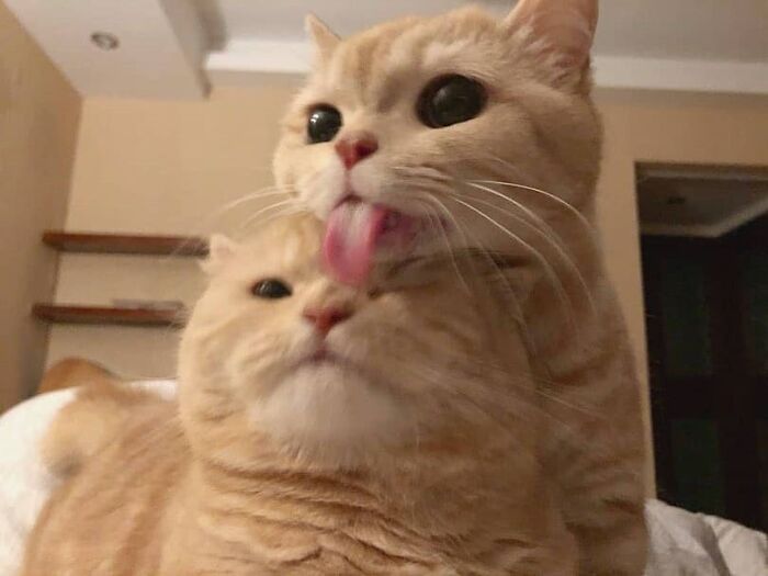 Funny-Broken-Cats-Pics