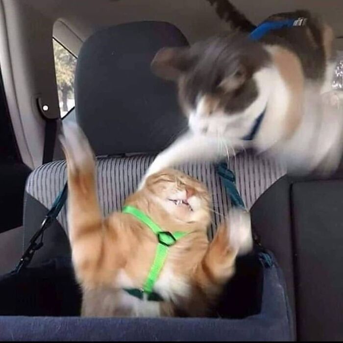 Funny-Broken-Cats-Pics