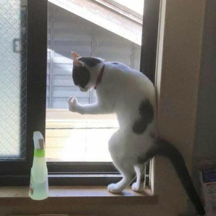 Funny-Broken-Cats-Pics