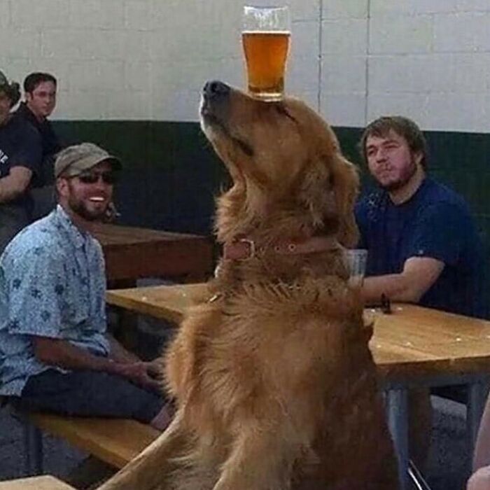 Can Your English Bulldog Do That?????