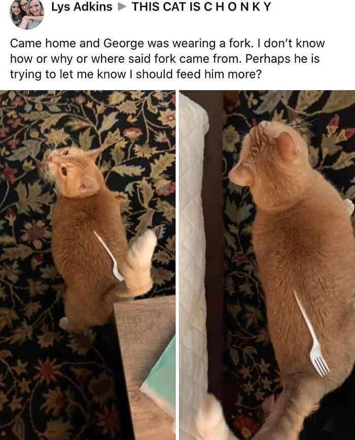 Funny-Broken-Cats-Pics