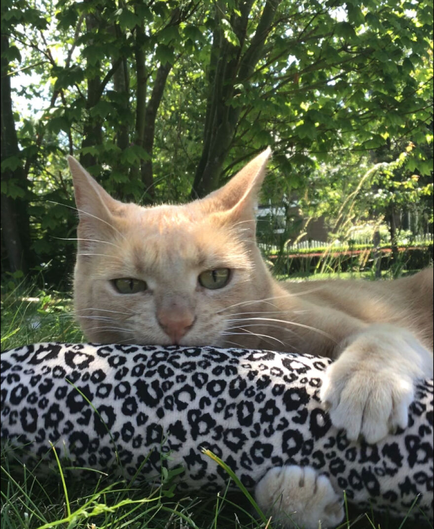 This Is My Cat, Belos (Named After Emperor Belos Form The Owl House!)