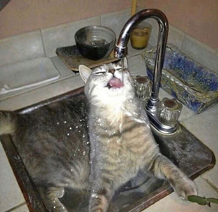 Funny-Broken-Cats-Pics