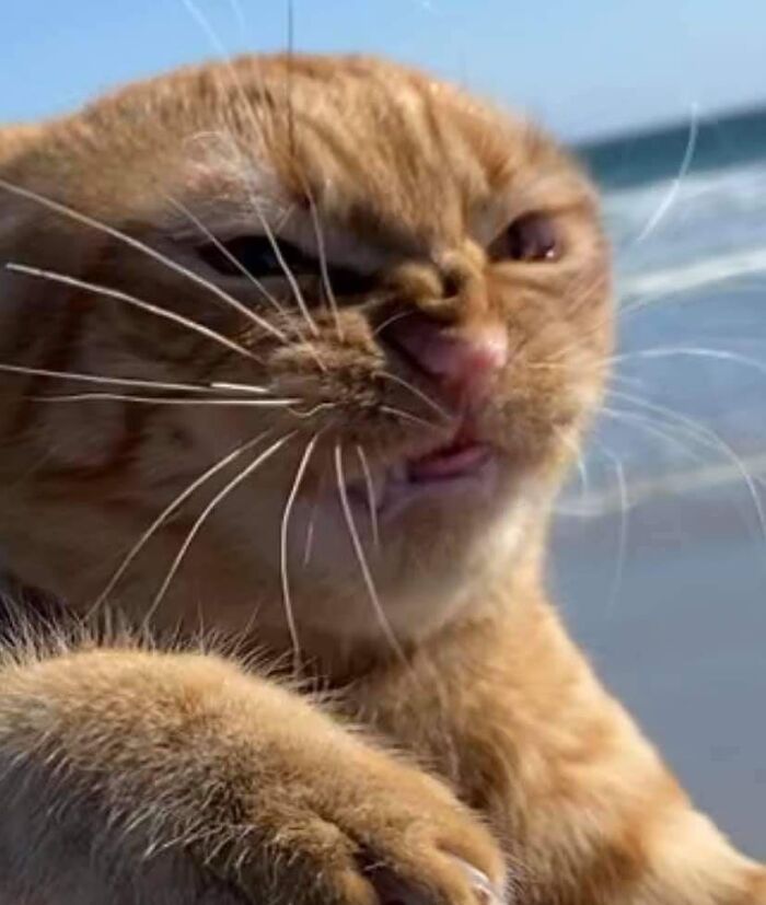 Funny-Broken-Cats-Pics