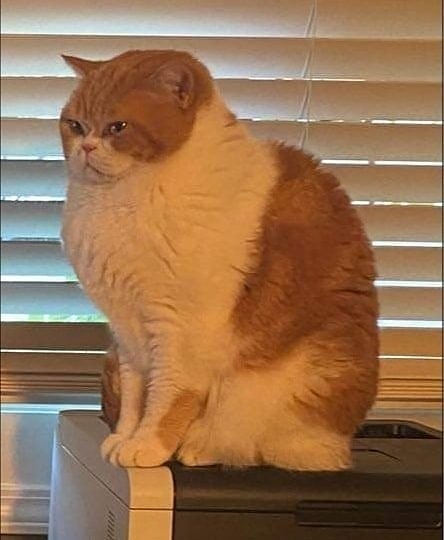 Funny-Broken-Cats-Pics