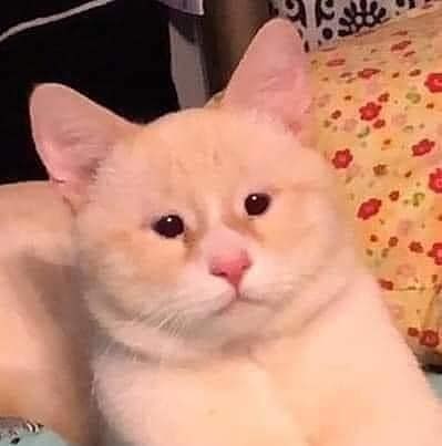 Funny-Broken-Cats-Pics