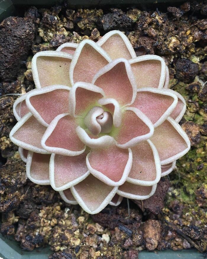Pinguicula Ehlersiae