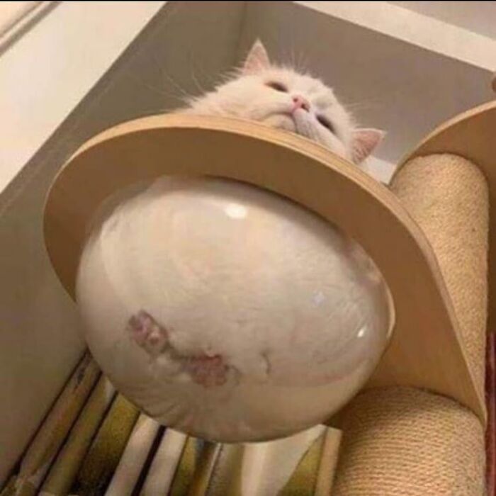 Funny-Broken-Cats-Pics