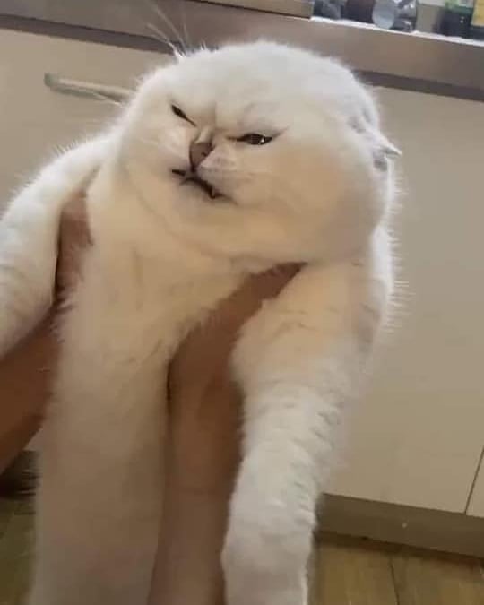 Funny-Broken-Cats-Pics