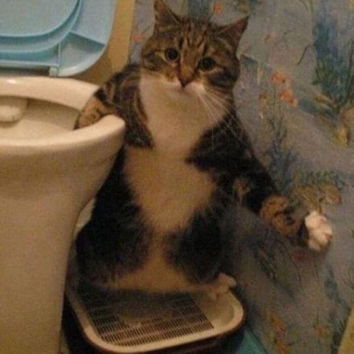 Ha Bitch, Caught You Drinking Toilet Water Again