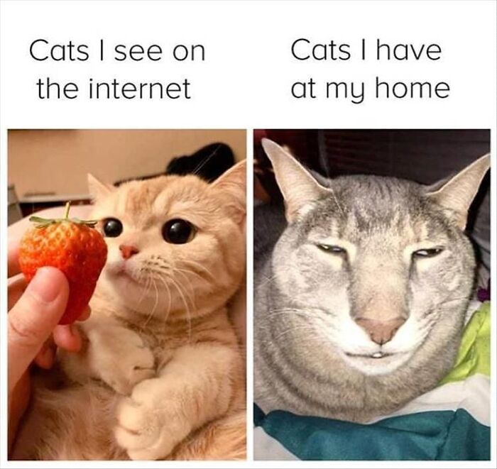 Funny-Broken-Cats-Pics