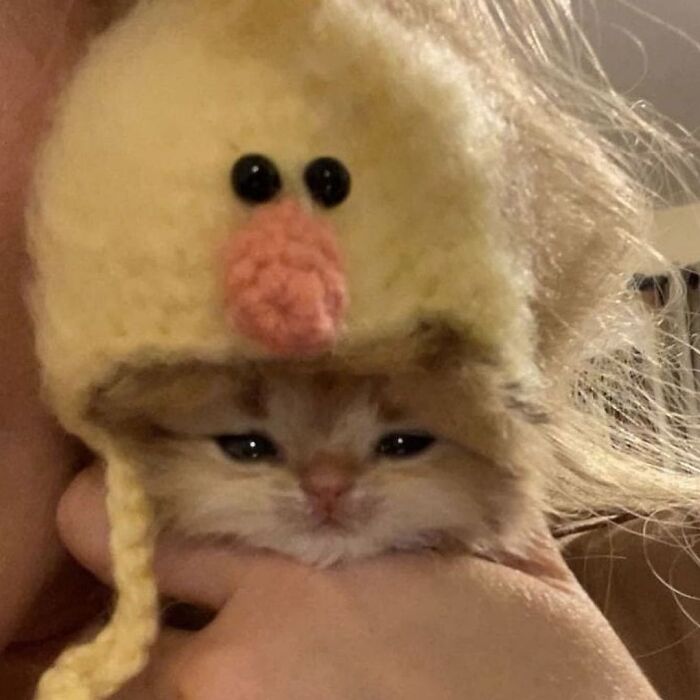 Don't Be Mean To Him. He's Just A 🐥