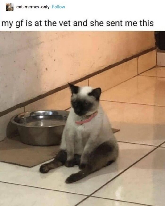 Funny-Broken-Cats-Pics