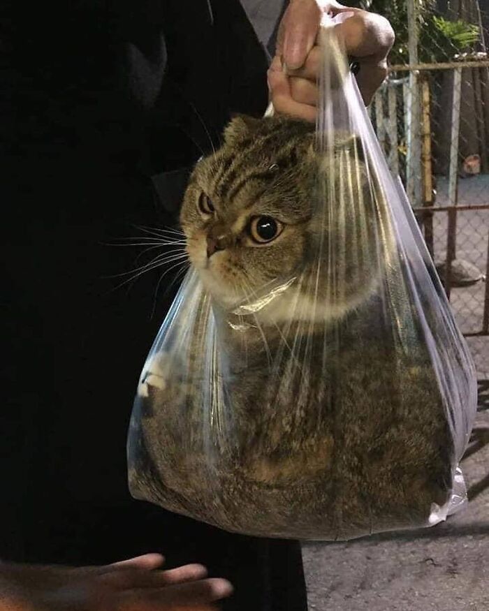 Funny-Broken-Cats-Pics