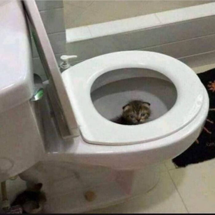 Nooo Don't Flush Him