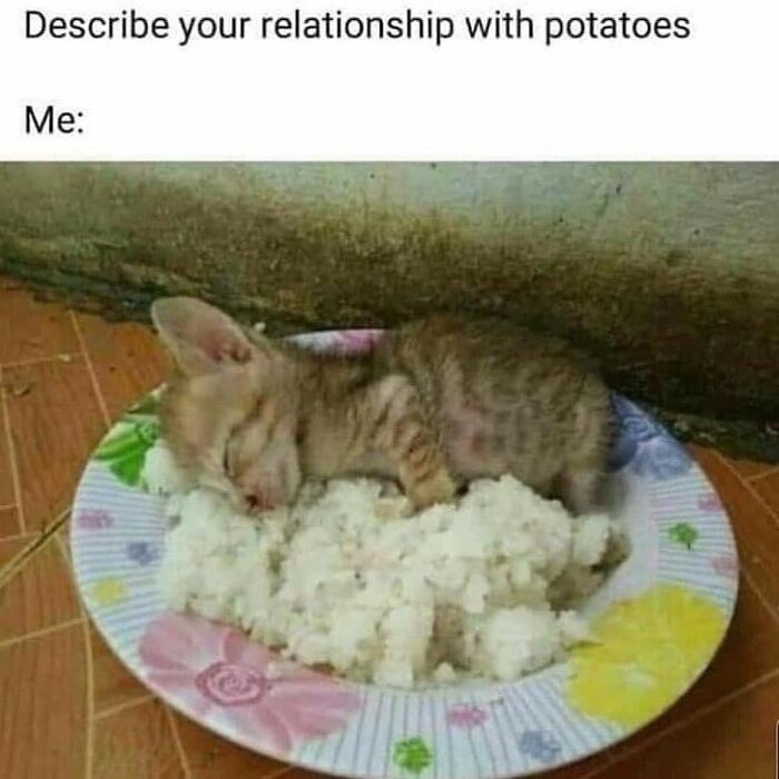 Funny-Broken-Cats-Pics