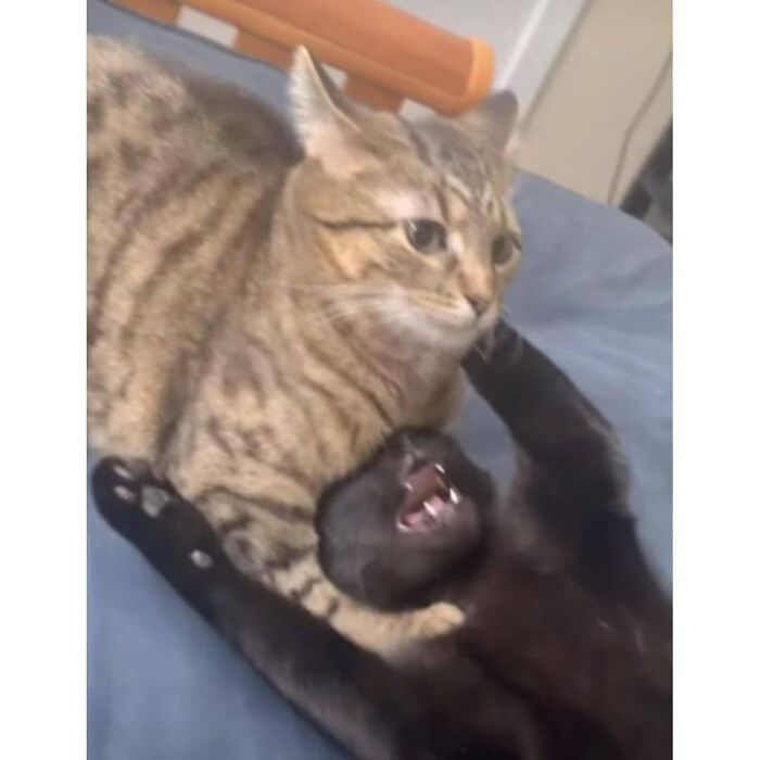 Funny-Broken-Cats-Pics