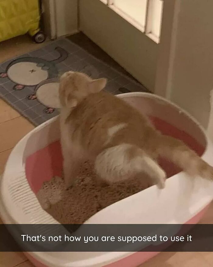 Funny-Broken-Cats-Pics