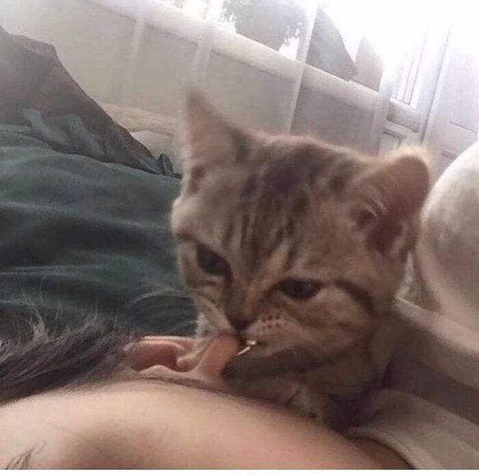 Funny-Broken-Cats-Pics