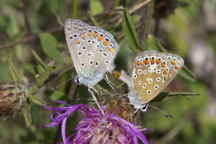 Common Blues (Polyommatus Icarus) Mating.