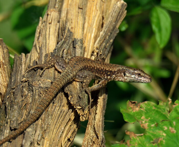 Cute Little Common Wall Lizard :d