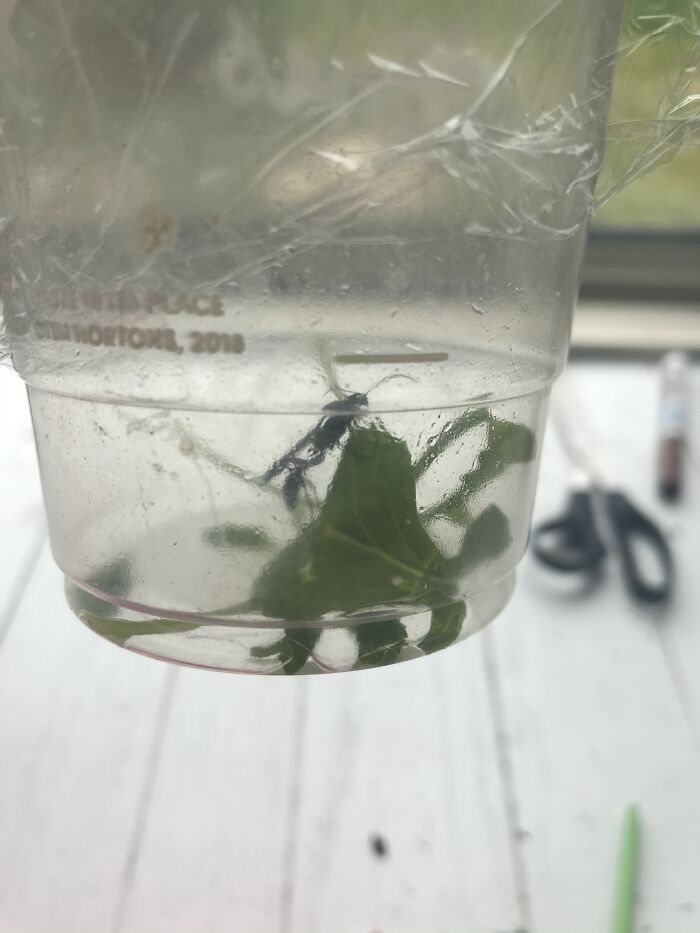 I Have A Pet Black Wasp. Her Name Is Blackberry And I Love Her!