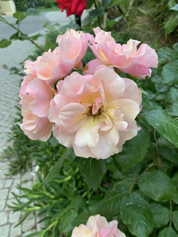 Ombré Pink And Yellow Beauties