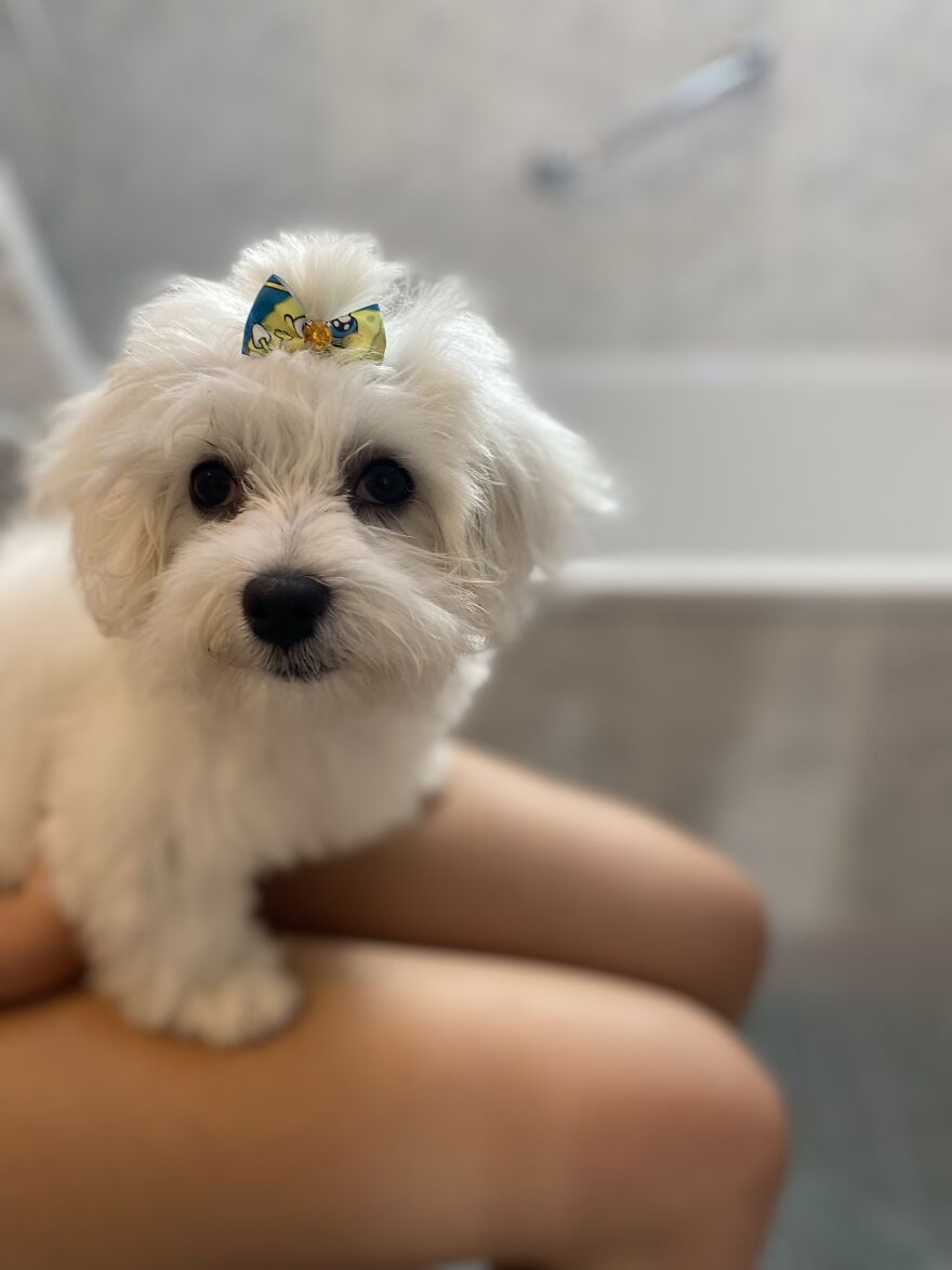 Molly With Her First Ever Bow ❤️