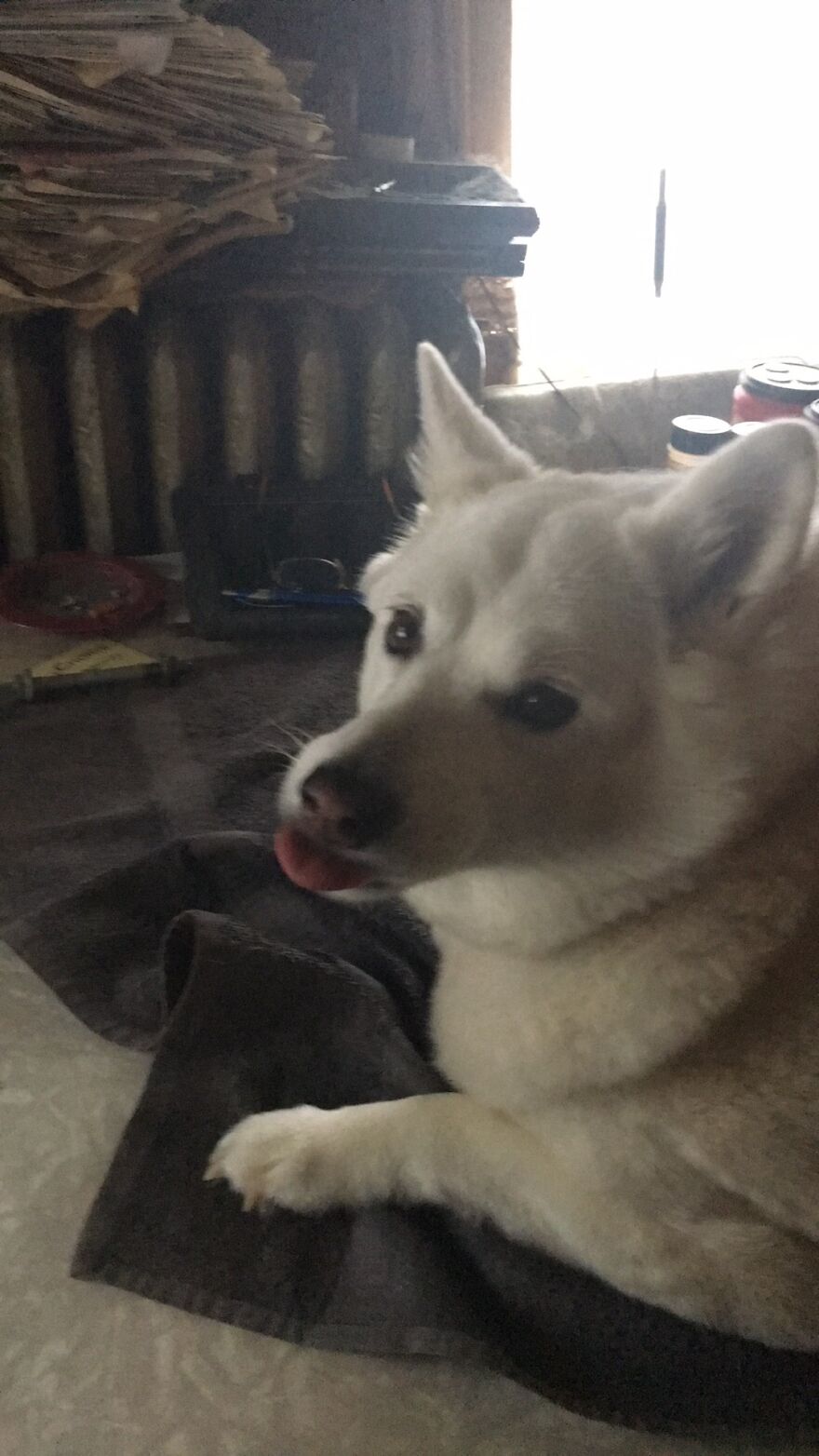 Peaches At My Dads House…. Yes He Put A Towel On The Kitchen Table So She Can Lay On It And Look Out Of The Windows
