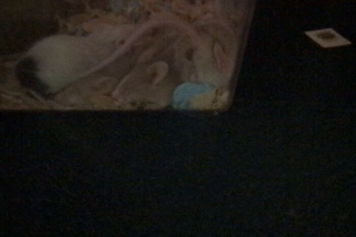 My Foster Mice Fall Asleep In The Cutest Positions.