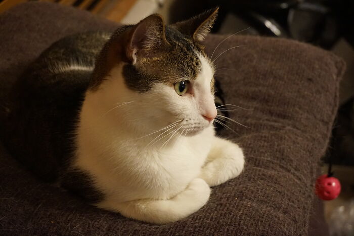 One Of Our Rescue Cats Named Tiberius!