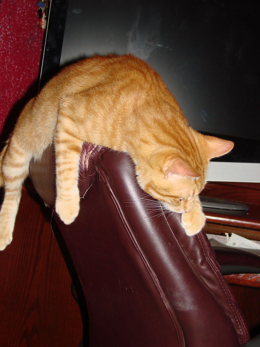 Eintsteins Favorite Position To Hang Out....